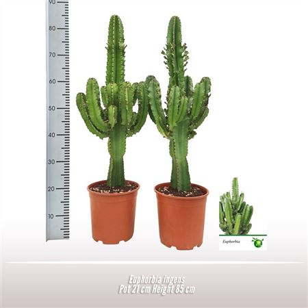 Euphorbia Ingens