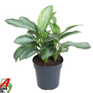 Aglaonema Silver Bay