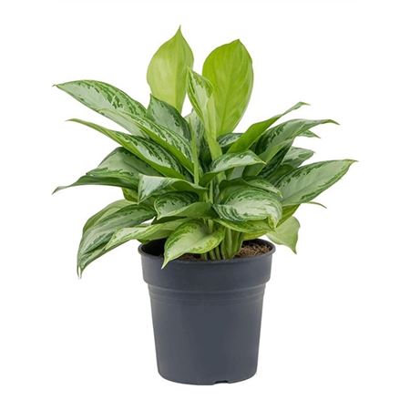 Aglaonema Silver Bay