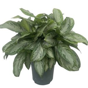 Aglaonema Silver Bay