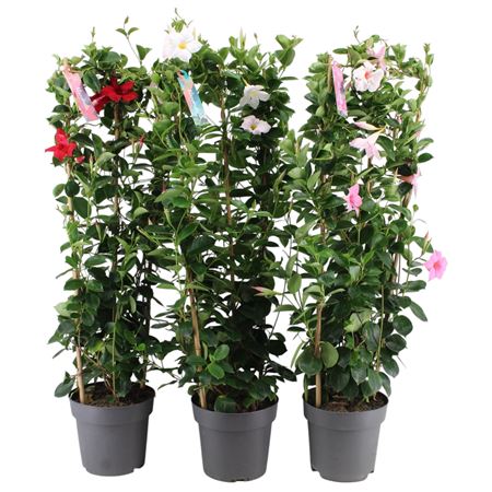 Mandevilla Mix On Reck