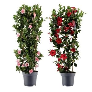 Mandevilla Sundaville Mix On Reck