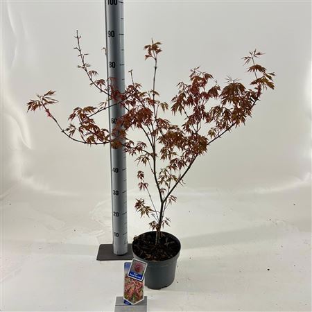Acer Palm Royal Garnet
