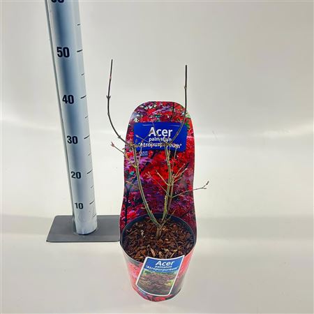 Acer Palm Atropurpureum