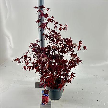 Acer Palm Atropurpureum