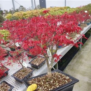 Bonsai Acer Palmatum Deshojo,