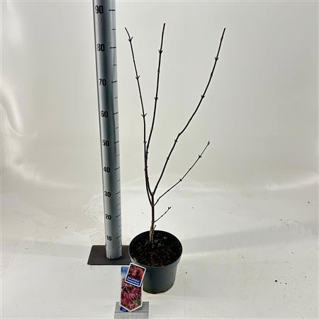 Acer Palm Trompenburg