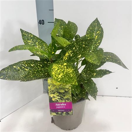 Aucuba Jap Variegata