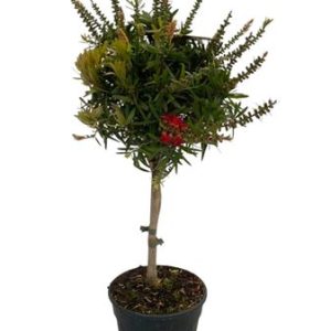 Callistemon Captain Cook On Stem