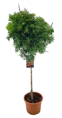 Callistemon Masotti On Stem