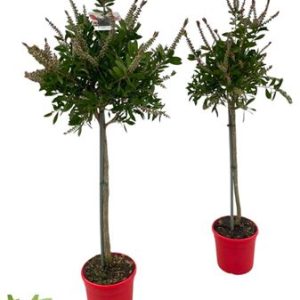 Callistemon Citrinus Splendens On Stem