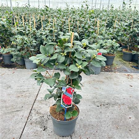 Camellia Jap Lady Campbell