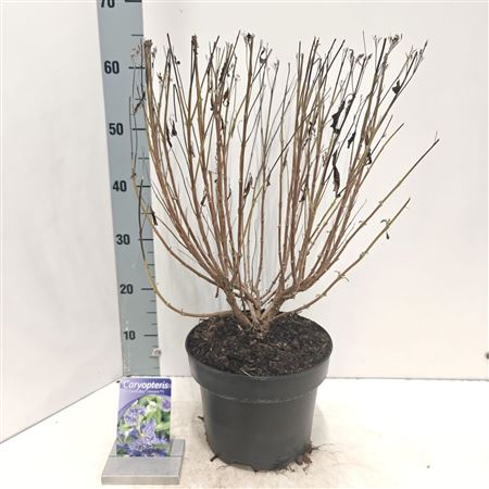 Caryopteris Cland Grand Bleu