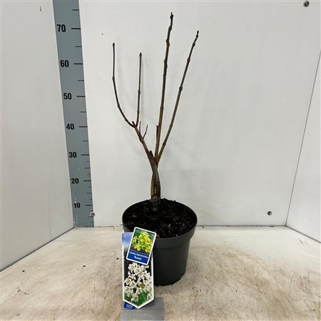 Catalpa Bignon Aurea