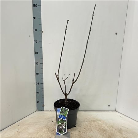 Catalpa Erubescens Purpurea