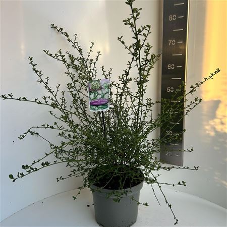 Ceanothus Thyr Millerton Point