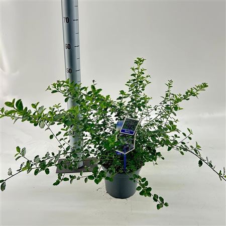 Ceanothus Thyr Repens