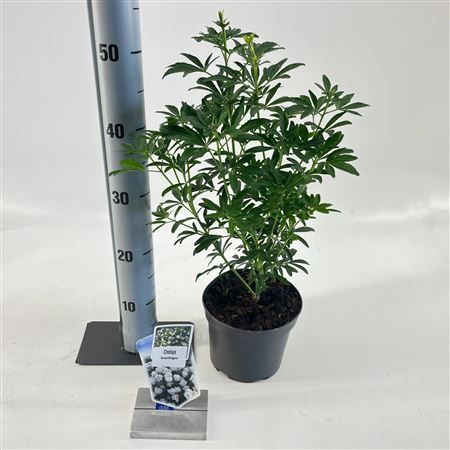 Choisya Greenfingers