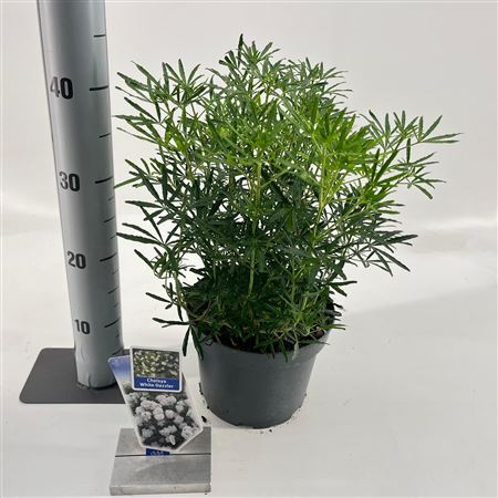 Choisya Ternata White Dazzler