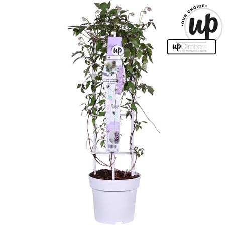 Clematis Montana Fincent