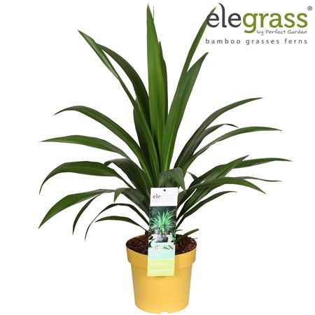 Cordyline Emerald Star