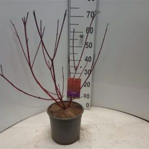 Cornus Alba Sibirica