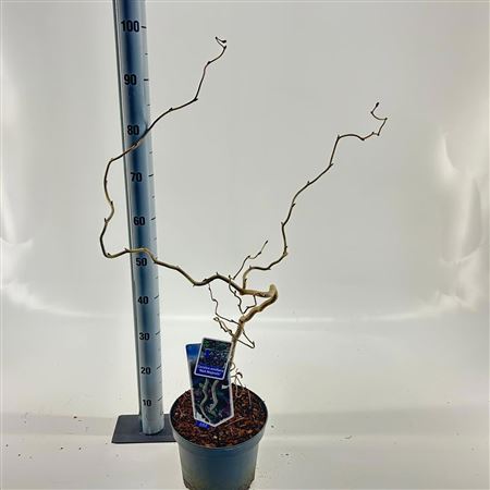 Corylus Avellana Red Majestic