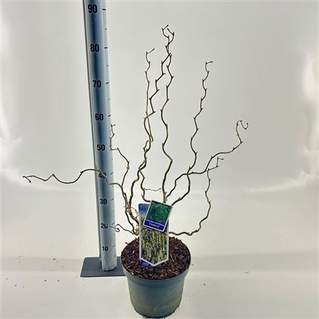 Corylus Avellana Contorta