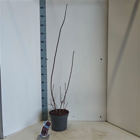 Cotinus Cog Royal Purple