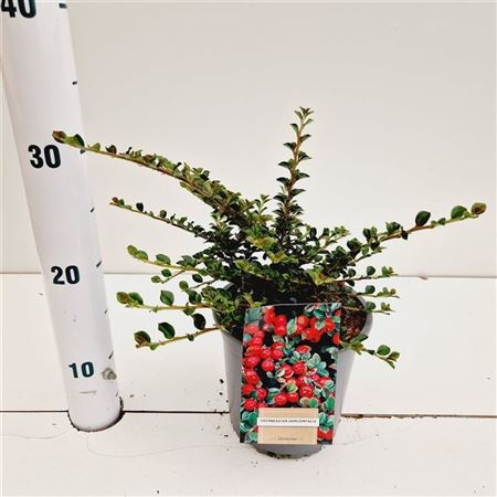 Cotoneaster Horizontalis