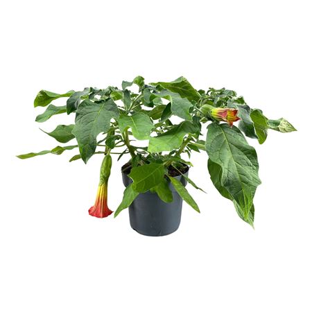 Brugmansia Busch Orange