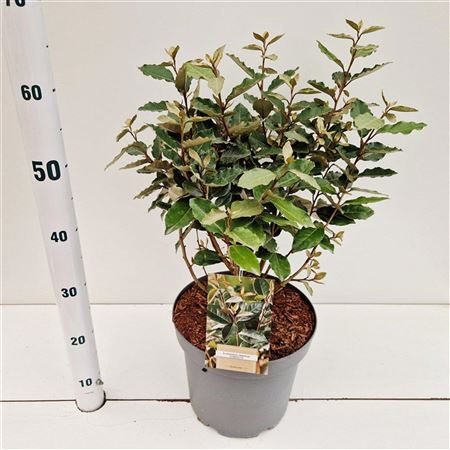 Elaeagnus Ebbingei Compacta