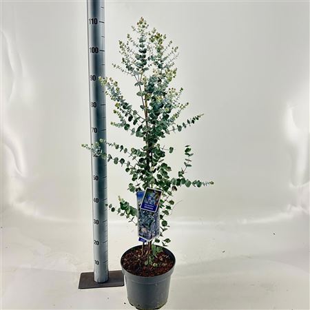Eucalyptus Gunnii Silverana