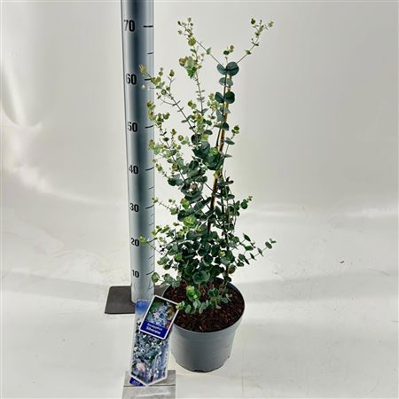 Eucalyptus Gunnii Silverana