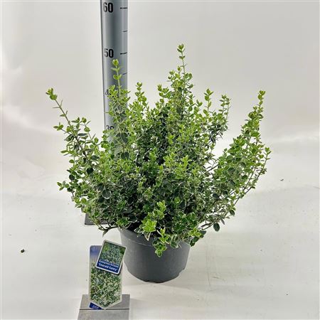 Euonymus Fort Emerald Gaiety