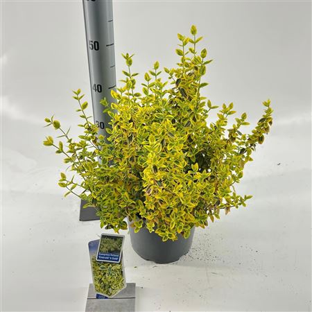 Euonymus Fort Emerald Gold