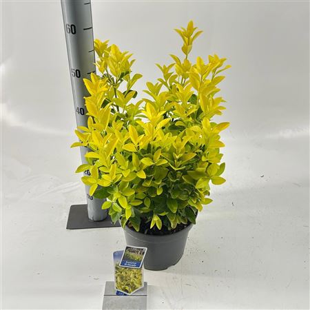 Euonymus Jap El-dorado