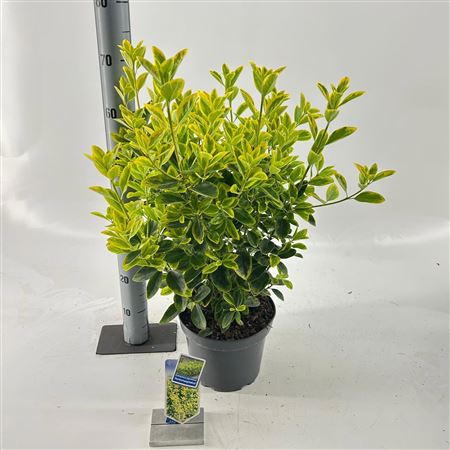 Euonymus Jap Aureomarginatus