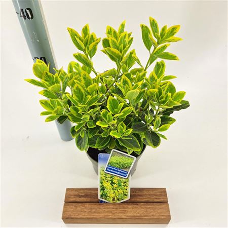 Euonymus Jap Aureomarginatus