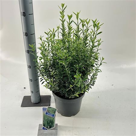 Euonymus Jap Micr Albovariegatus