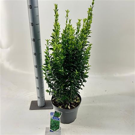 Euonymus Jap Microphyllus