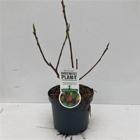 Ficus Carica Del Portugallo