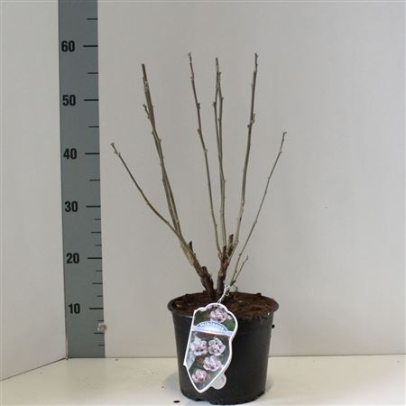 Hibiscus Syr Leopoldii