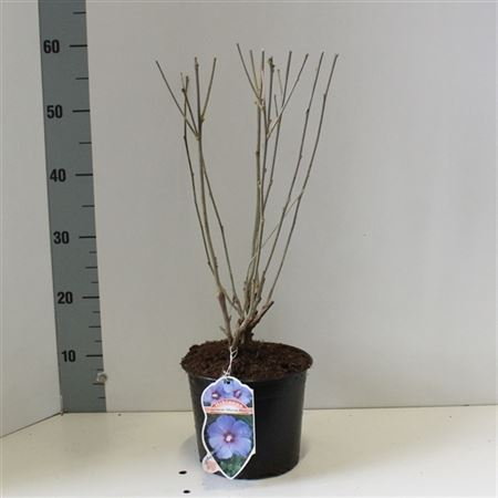 Hibiscus Syr Oiseau Bleu