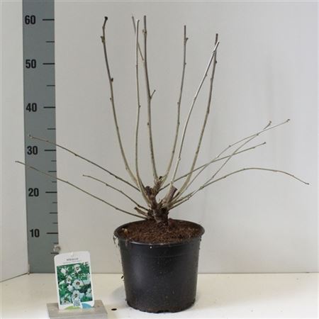 Hibiscus Syr Red Heart