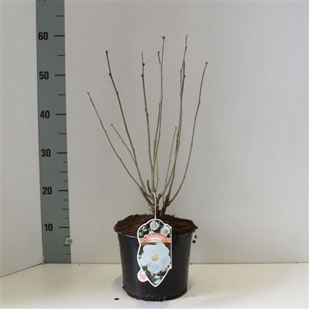 Hibiscus Syr Totus Albus