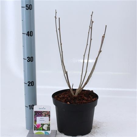 Hibiscus Syr Woodbridge