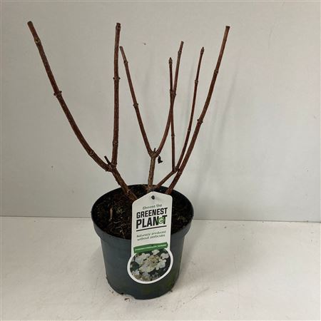 Hydrangea Pan Dharuma