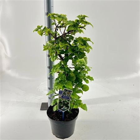 Hydrangea An Petiolaris