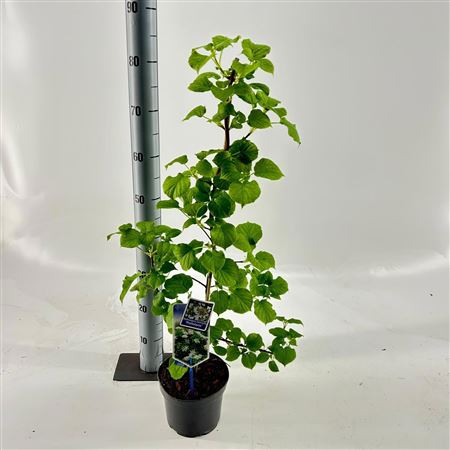 Hydrangea An Petiolaris